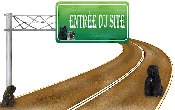 SITE WEB ELEVAGE DU CLOS DE LA LUETTE SPECIALISE POUR LE BOUVIER DES FLANDRES ©